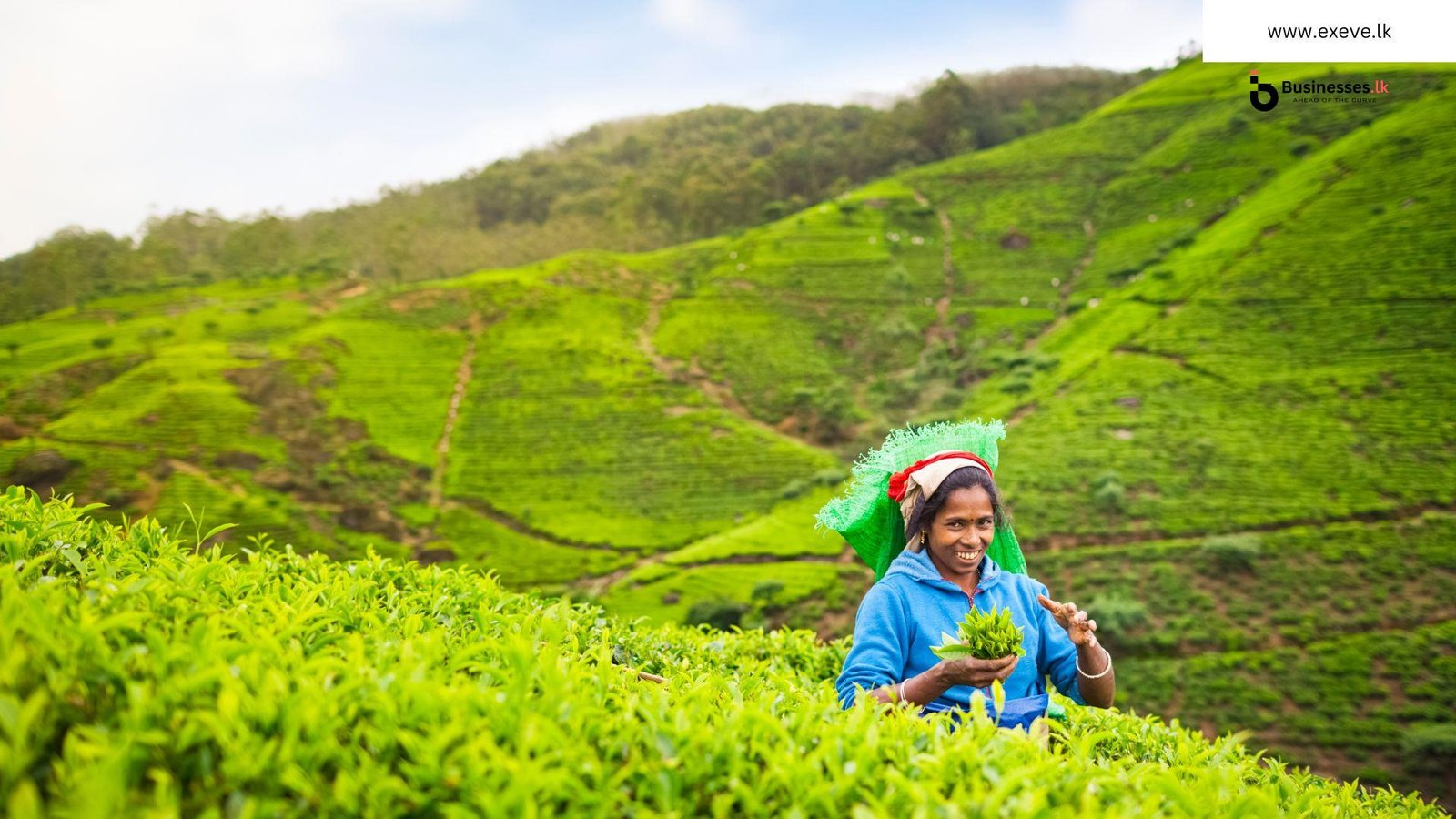 Sri Lankan Tea Estate Worker Picking Up Tea Leaves