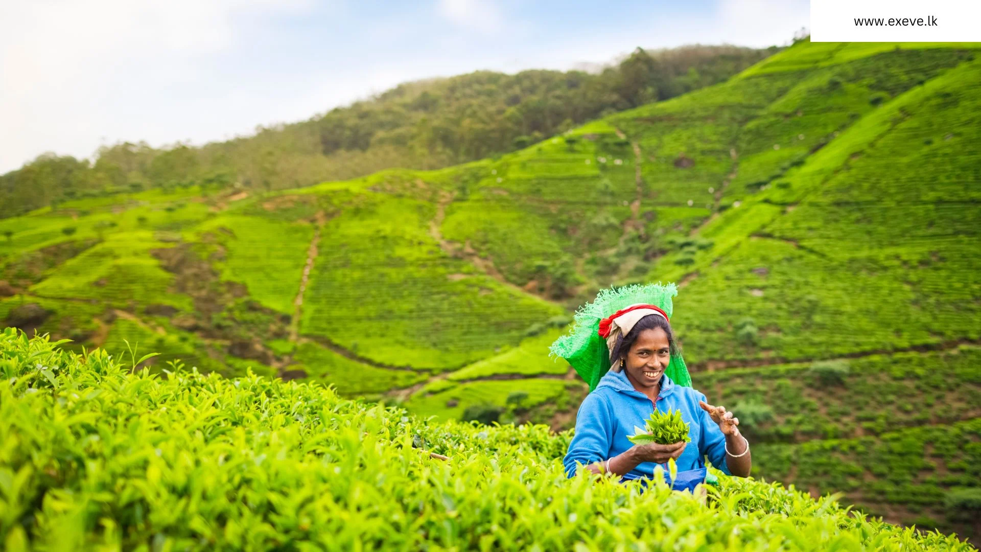 Sri Lankan Tea Estate Worker Picking Up Tea Leaves